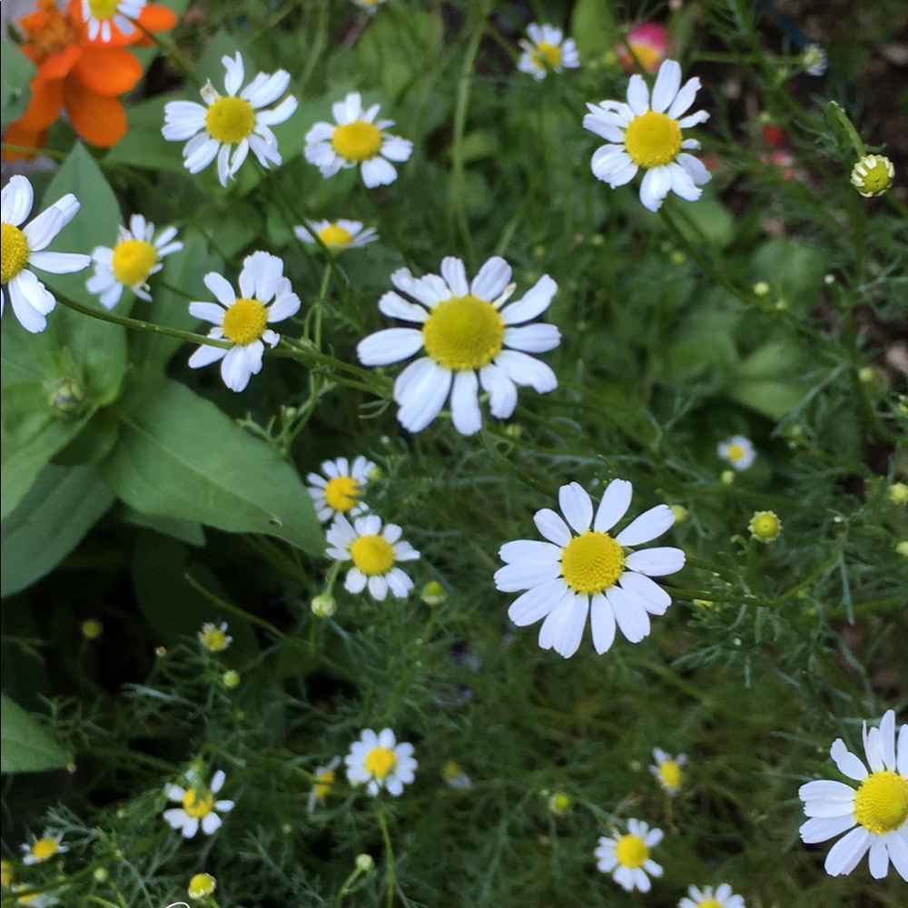 Meet your Posher, Lidia